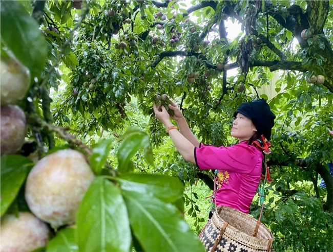 Thúc đẩy dịch vụ logistics trong tiêu thụ nông sản ở Sơn La (25/5/2022)